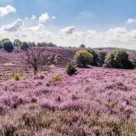 Veluwe Droom *